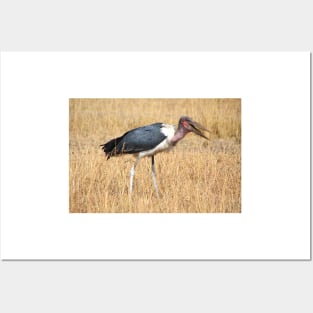 Marabou Stork, Leptoptilos crumeniferus, Kenya Posters and Art